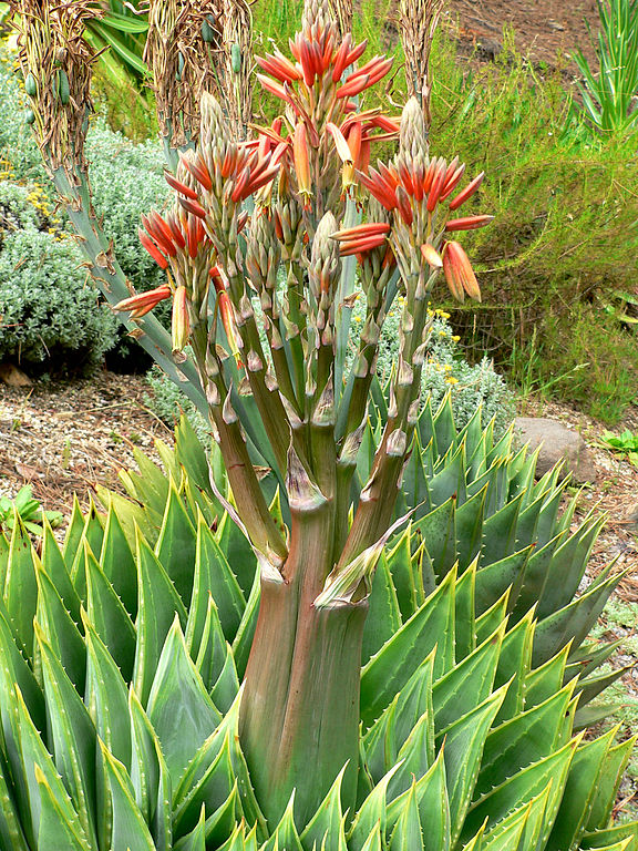 Aloe polyphylla (Spiralaloe) © Stan Shebs, Wikimedia Commons (CC BY-SA 3.0)