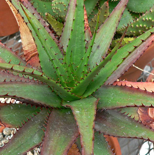 Aloe broomii © Stan Shebs, Wikimedia Commons (CC BY-SA 3.0)